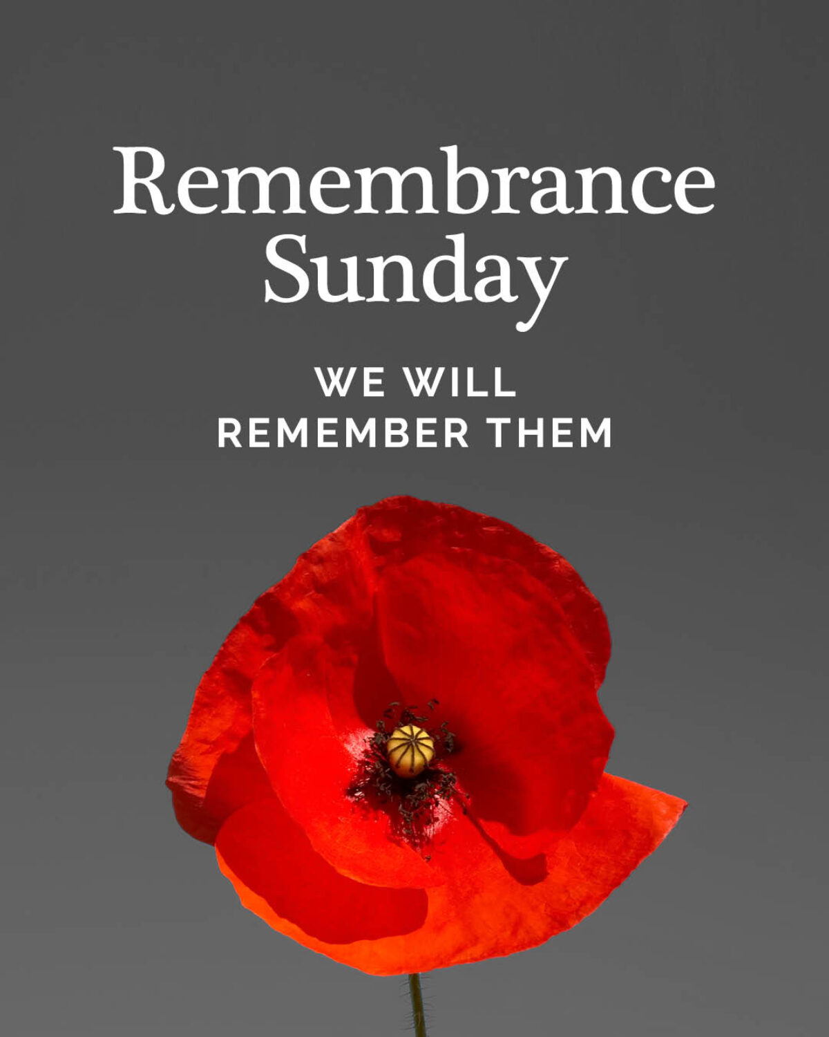 Image of poppy for Remembrance Sunday